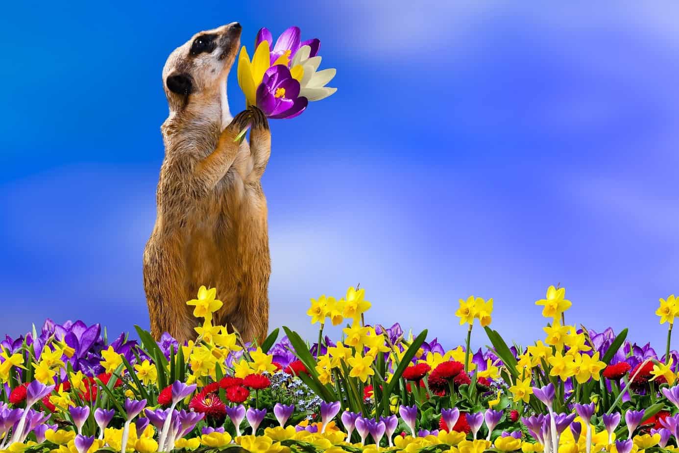 Improving Your Relationship During the Coronavirus Crisis, Meerkat holding flowers improving your relationship during the coronavirus crisis,improve relationships during the COVID 19 pandemic,keep healthy relationship during pandemic,tips for maintaining relationships during COVID 19,nurturing our relationships during coronavirus pandemic,improving relationships during COVID,strengthening your relationship during COVID 19,how to keep your relationship strong,keeping your relationship healthy during coronavirus,improve your relationship during coronavirus,tips on strengthening your relationship,how to strengthen your relationship,things to keep your relationship strong,maintaining relationships during COVID,keep your relationship healthy during coronavirus,keep your relationship strong,tips to keep your relationship strong,managing relationships during crisis,strengthening your relationship,ways to keep your relationship strong